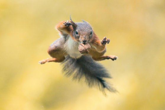 Eichhörnchen (Ausstellung mit Unterveranstaltung & Einzelterminen)